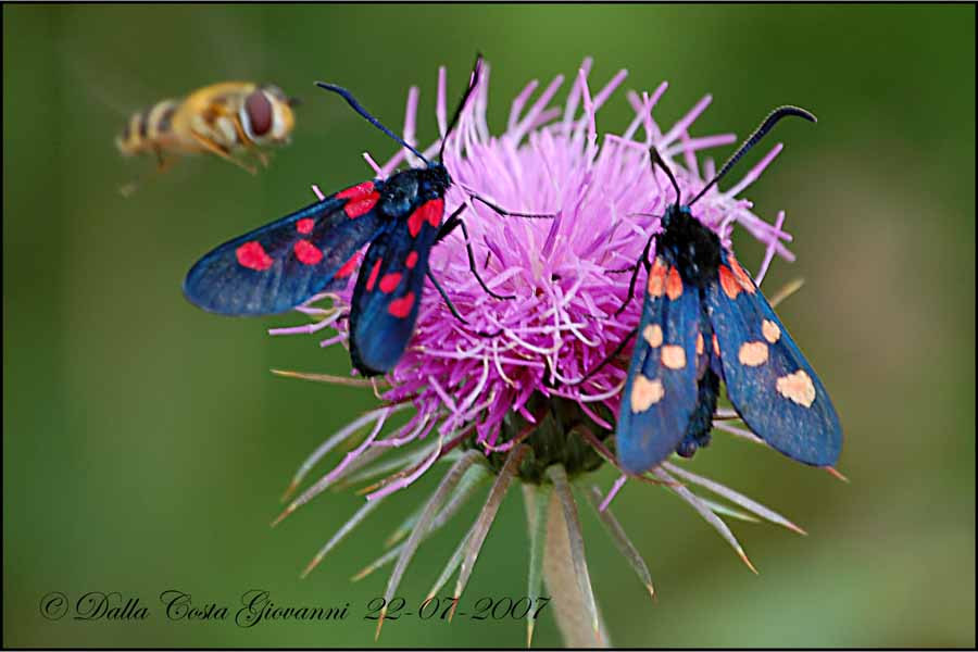 Zygaena lonicerae ?